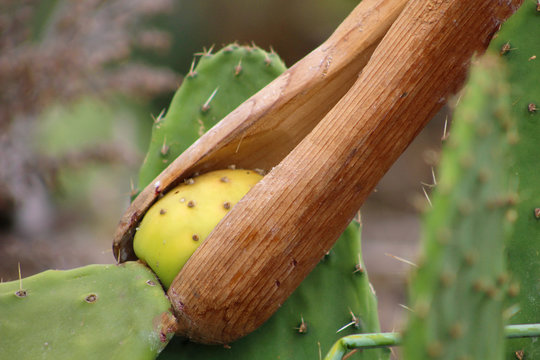 Higo Chumbo, higo pico o tuno