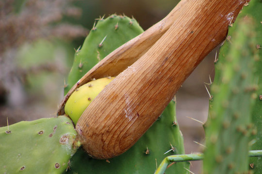 Higo Chumbo, higo pico o tuno