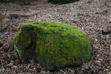 green moss on a stone