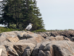 Seagull looking out into the ocean