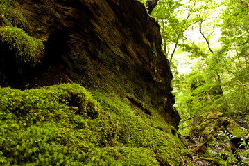 Yakushi growing up in Yakushima is said to grow huge in a special environment.Yakushima is a world heritage in Japan.