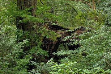 Yakushi growing up in Yakushima is said to grow huge in a special environment.Yakushima is a world heritage in Japan.