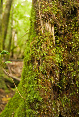Yakushi growing up in Yakushima is said to grow huge in a special environment.Yakushima is a world heritage in Japan.