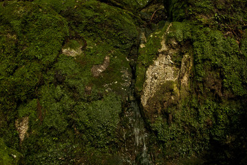 Yakushi growing up in Yakushima is said to grow huge in a special environment.Yakushima is a world heritage in Japan.