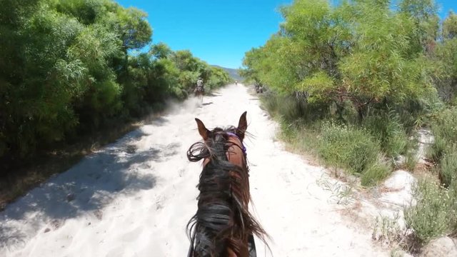 Horses galloping in Cape Town, POV
