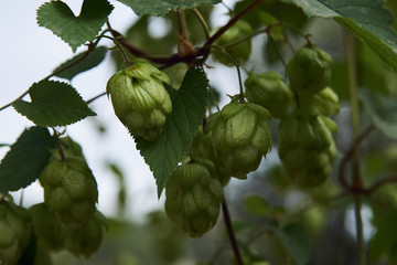 Hop cones in the hop garden, close-up. Green fresh hop cones for making beer and bread,...