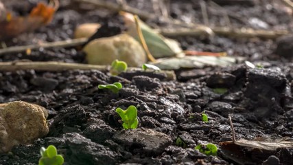Season change time lapse winter snow melts and seeds begin to grow new life from the spring soil.