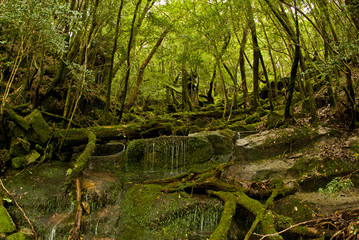 Yakushi growing up in Yakushima is said to grow huge in a special environment.Yakushima is a world heritage in Japan.