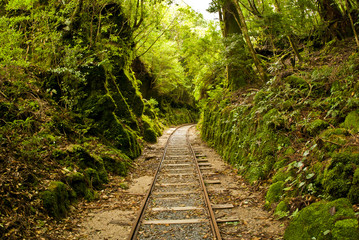 A truck way in Yakushima.Yakushima is in Japan.
