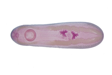 Liver fluke(Parasitic flatworm) of cattle and other grazing animals.