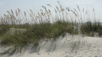 cloudy day for beach grass