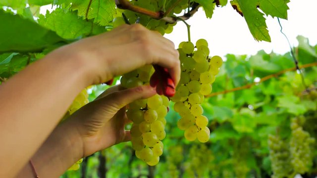 hand cut the grapes in a vineyard detail shot in summer