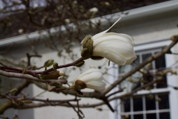 Opening white flower