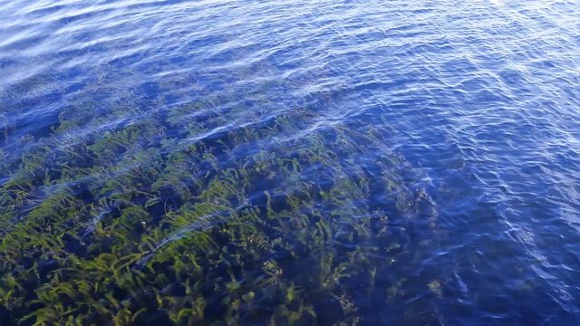 walking over clear water lake with hydrilla reaching to surface.