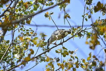 Grey herons nest tree