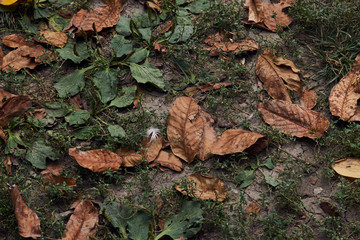Dried leaves and fresh grass on ground, top view. Brown dry leaves and green grass texture background, Autumn season concept.