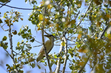 Grey herons nest tree