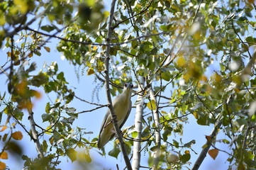 Grey herons nest tree