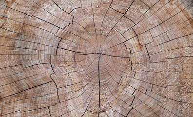 Cedar Stump