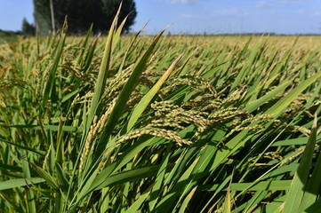 Mature rice in the field