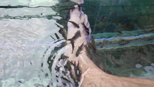 Garra Rufa fish swimming in water and doing the pedicure of man&not;&yen;s foot, close up, slow motion