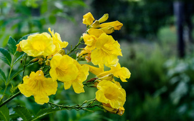 Yellow Esperanza aka Yellow Bells aka Yellow Tumpet