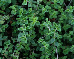 Oregano - a staple of Mediterranean cuisine