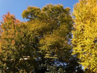 Naklejka premium 秋の木々