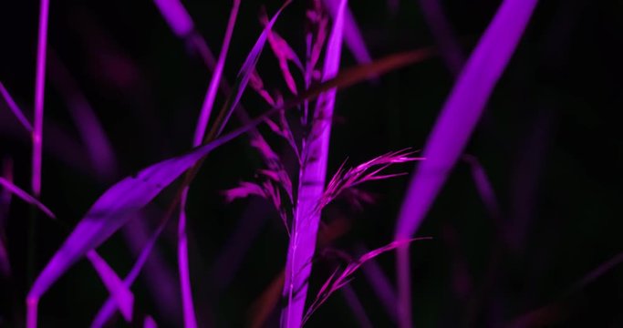 Colored forest at night