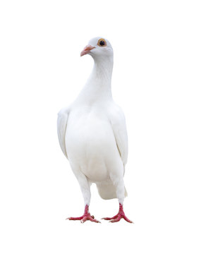 portrait full body of white feather speed racing pigeon isolate white background