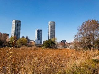 池とビル