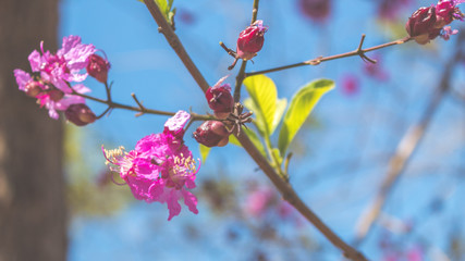 Flor de Ip&ecirc; - Handroanthus impetiginosus	