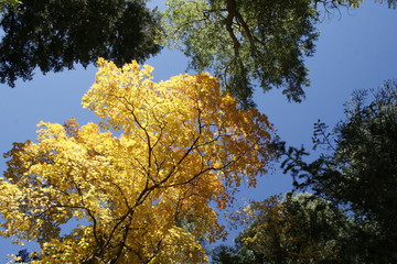 yellow tree in autumn