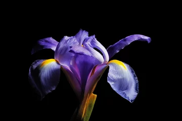 Stoff pro Meter Iris-Blütenkopf isoliert auf schwarzem Hintergrund © Greg Brave