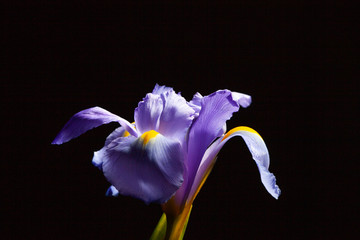 Beautiful Iris flower on black with copy space