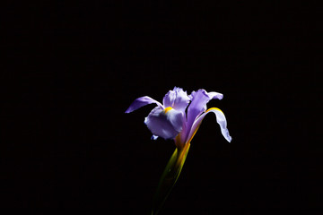 Beautiful iris flower glowing in light on black background with copy space