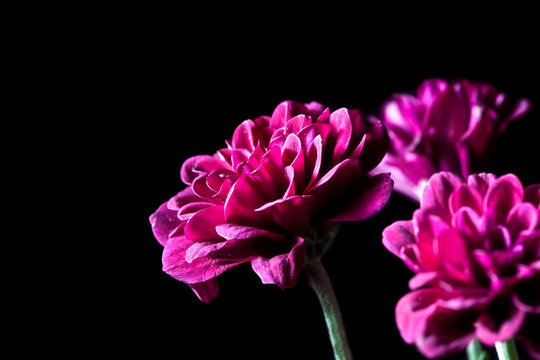 Dahlia - beautiful magenta flowers on black background with copy space