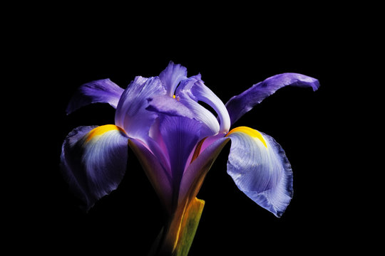 Fototapeta Iris flower head isolated on black background