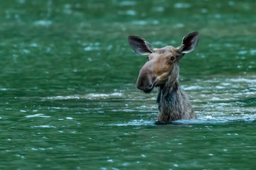 Fototapeta premium Moose Pops Up From Feeding Underwater