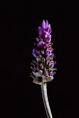 Extreme closeup of lavender flower on black background