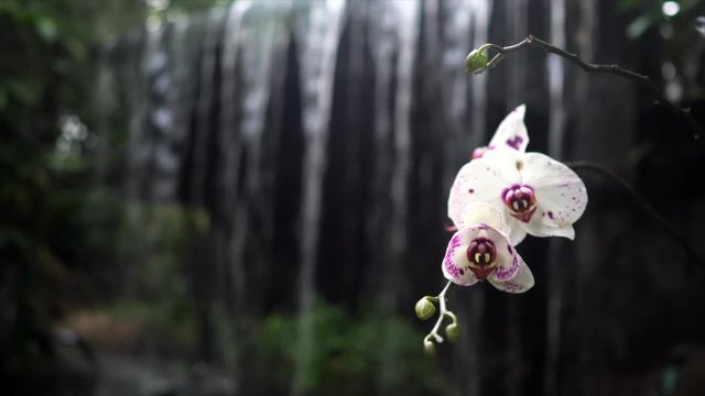 beautiful flower blossom garden at Chiangmai