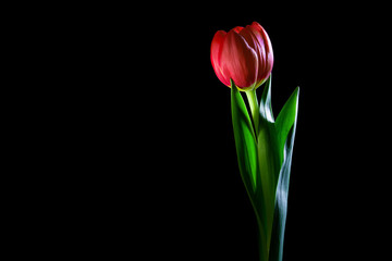 Red tulip closoeup glowing in the dark - studio shot on black background with copy space