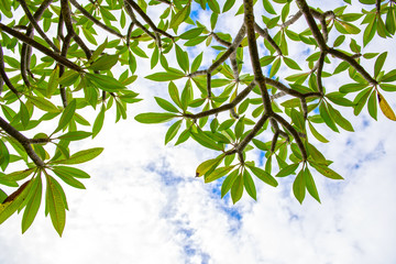 Frangipani leaves on the trees as stacked pattern