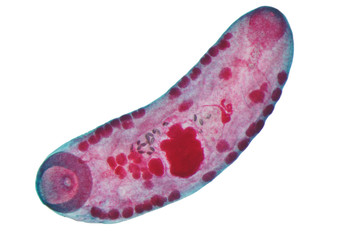 Liver fluke(Parasitic flatworm) of cattle and other grazing animals.