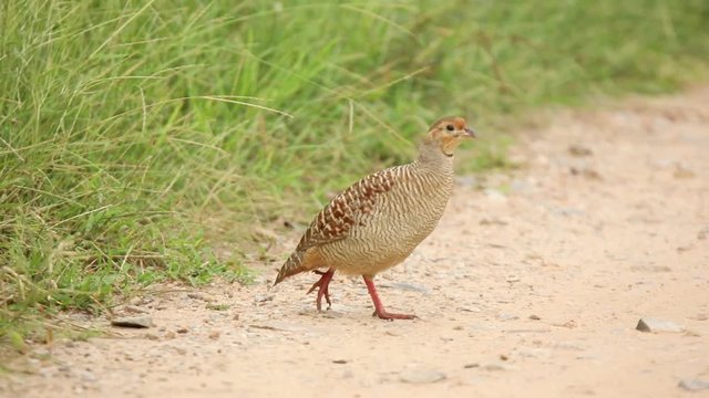 Grey Francolin crossing road in Jhalana Leopard Park, Jaipur, Rajasthan, India.