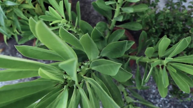 Panning shot of a green cactus showing benefit of gardening