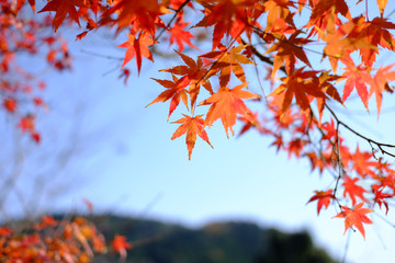 紅葉　もみじ