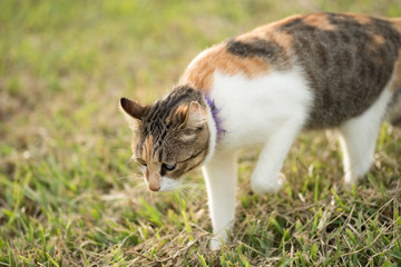 kitty on the grassland