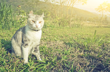 cat sit on grass