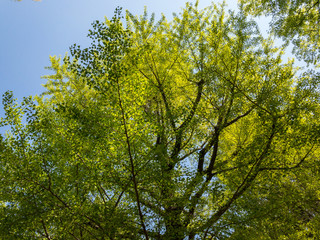 Obraz premium 緑の木々